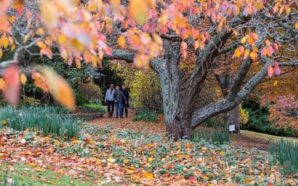 Best Places To See Autumn Leaves In Sydney